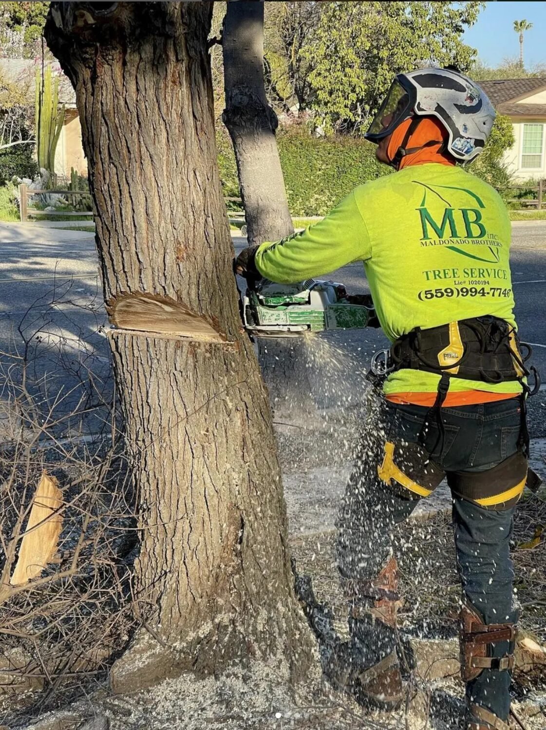 Maldonado Brothers climber felling a tree with a chainsaw