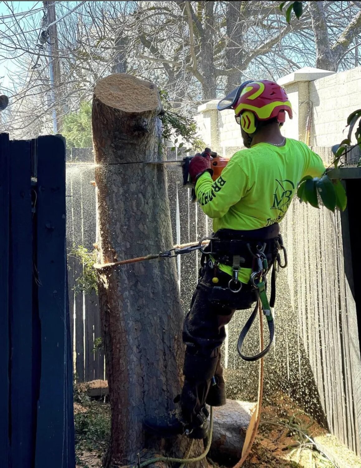 Roped climber sectioning a tree trunk