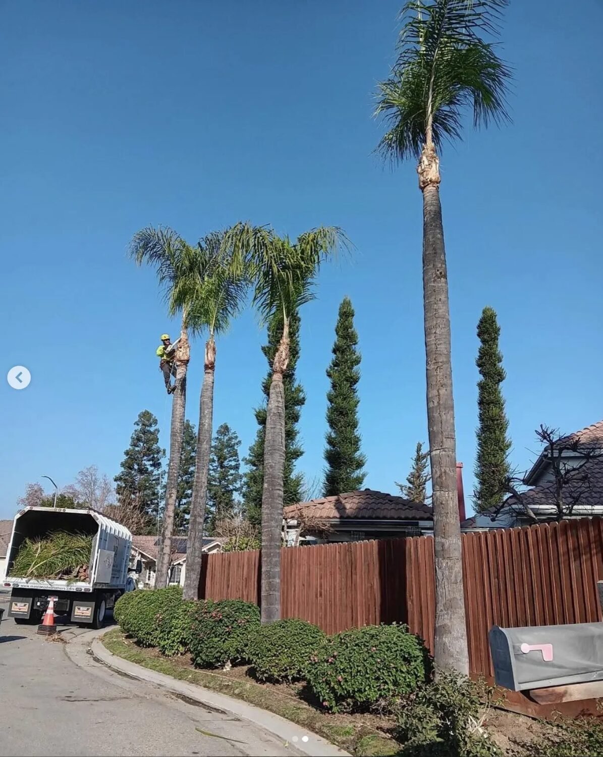 Palm tree trimming in Fresno