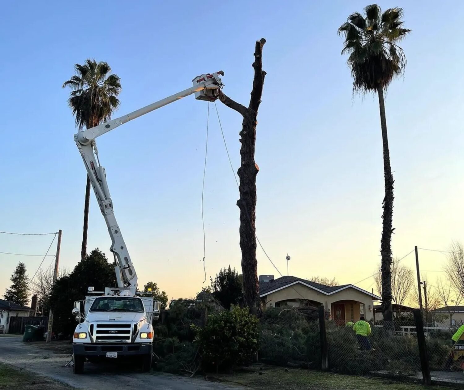 Maldonado Brothers crew removing a large tree at golden hour with a bucket truck in Fresno
